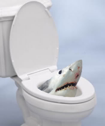 Shark pot.jpg