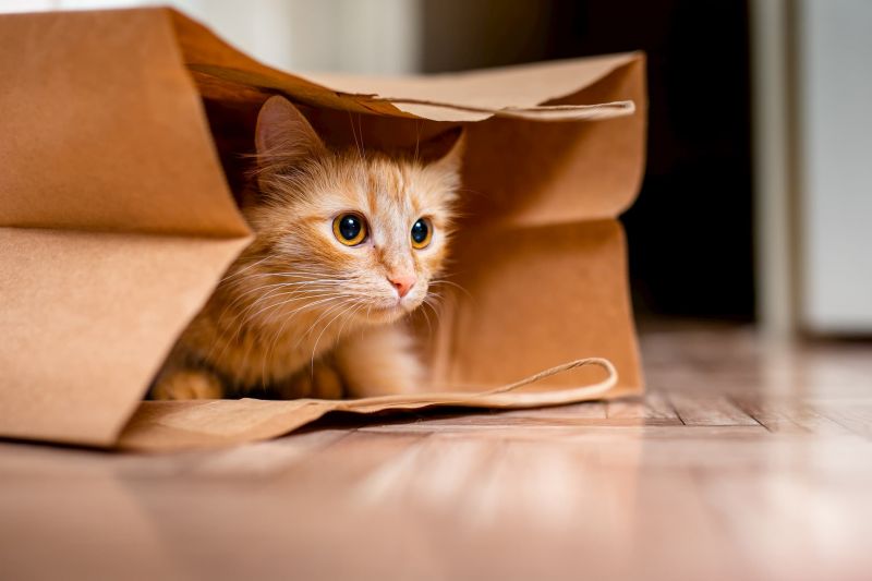 File:Cat bag.jpg