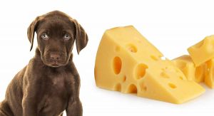 Dog cheese.jpg