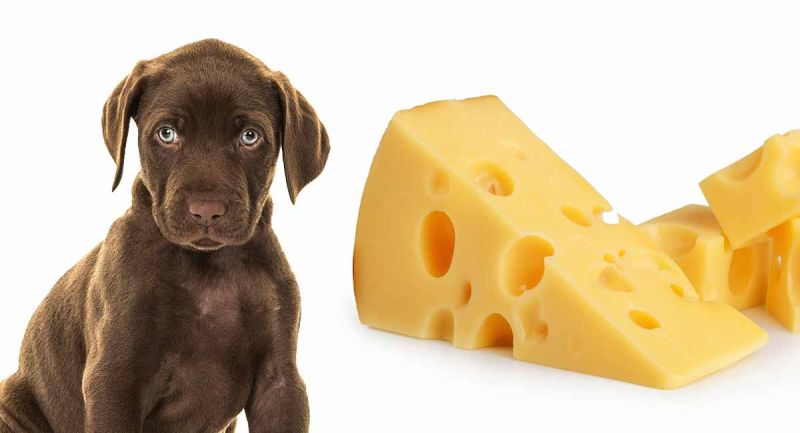 File:Dog cheese.jpg