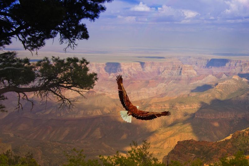 File:Eagle over grand canyon.jpg